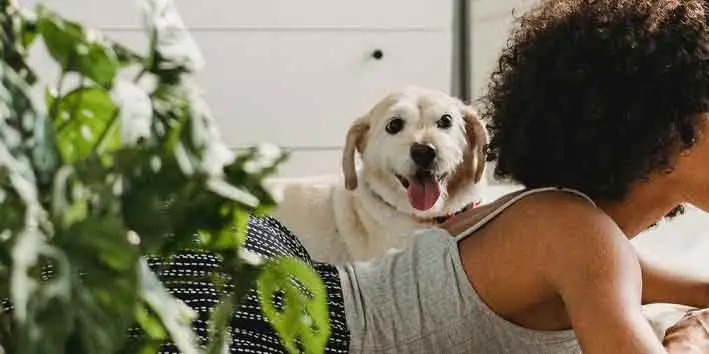 Derivati Epidermici Animali