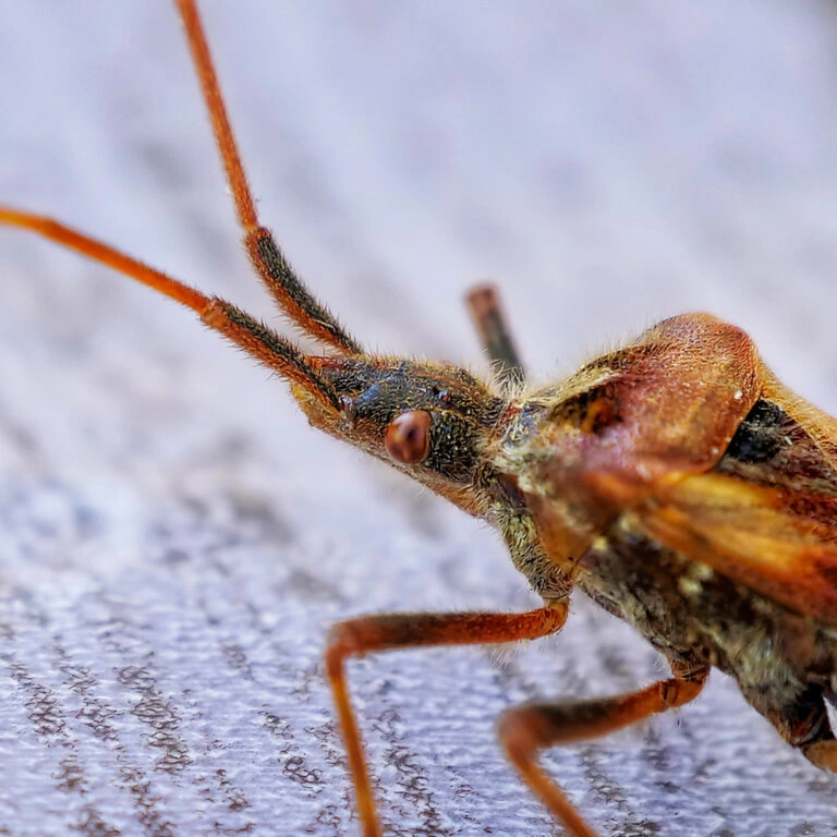 Feci e cimici da letto: dove mettiamo la testa quando dormiamo
