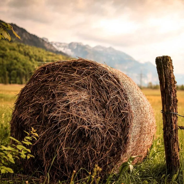 La riscoperta delle case in paglia contro l’inquinamento indoor